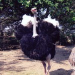 Farma Nojeva Olćan Noj