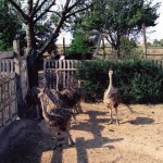 Farma Nojeva Olćan Nojevi