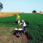 Farma Nojeva Olćan - Proizvodnja hrane za nojeve