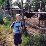 Farma Nojeva Olćan - Prehrana Nojeva