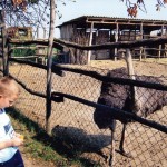 Farma Nojeva Olćan - Prehrana Nojeva